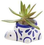 A planter shaped like a turtle. It is round with blue ornate designs around it. There is a green plant at the top of it.