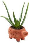 A terracotta turtle planter. It is colored orange with a simplistic turtle shape, along with some patterns of circles and lines on the side of it. There is an aloe plant growing out of its back. 