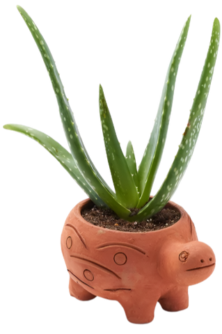 A terracotta turtle planter. It is colored orange with a simplistic turtle shape, along with some patterns of circles and lines on the side of it. There is an aloe plant growing out of its back. 